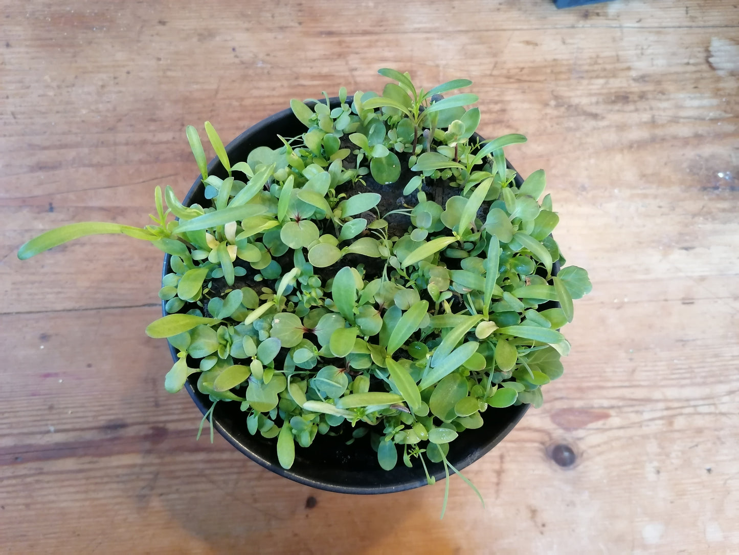 Blumenherz – Herz aus Blumensamen