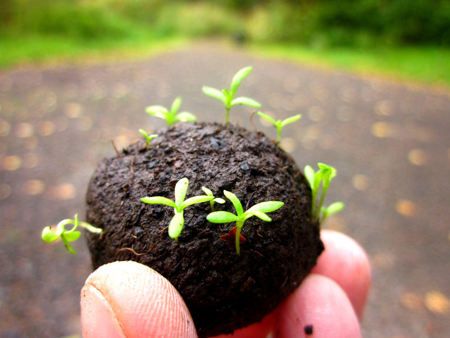 Seedballs im 12er-Pack