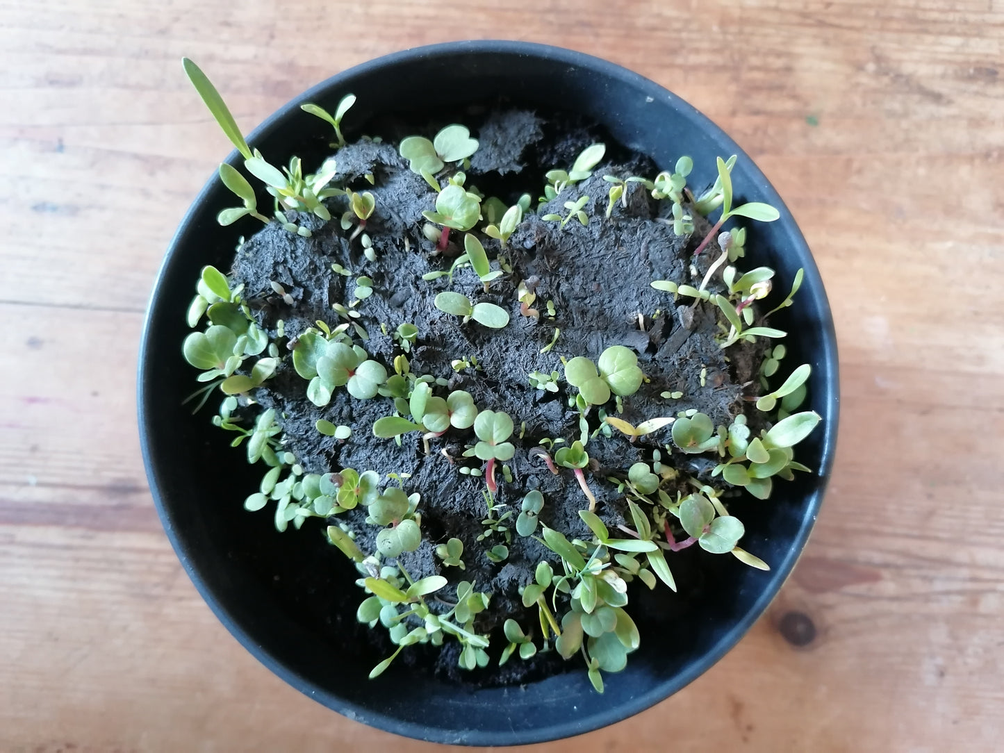 Blumenherz – Herz aus Blumensamen