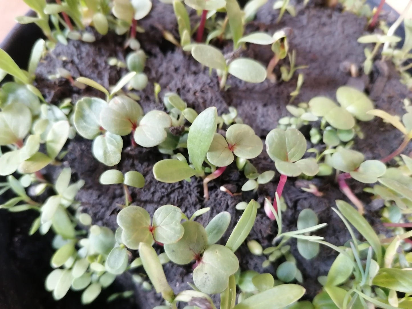 Blumenherz – Herz aus Blumensamen