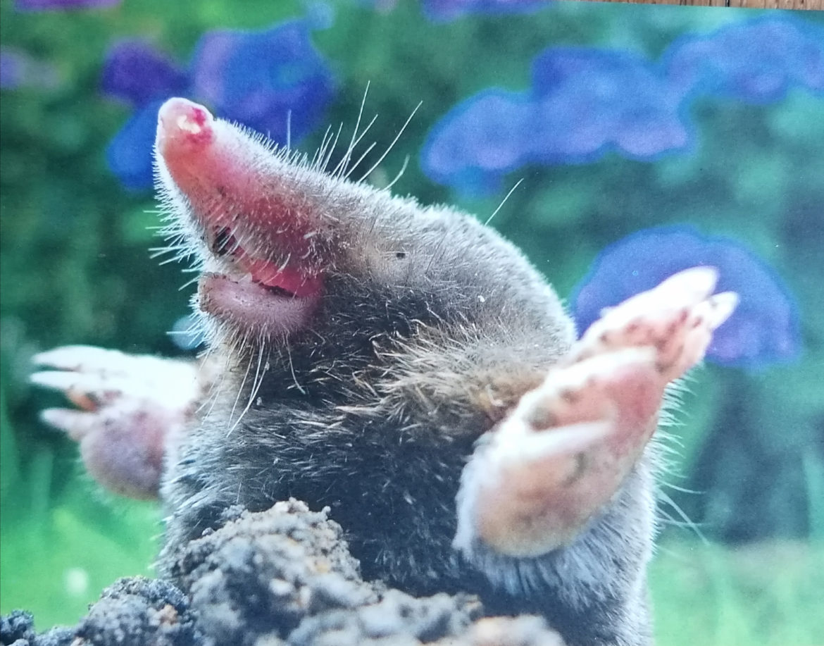 Wenn das mal nicht die reine Lebensfreude ist....